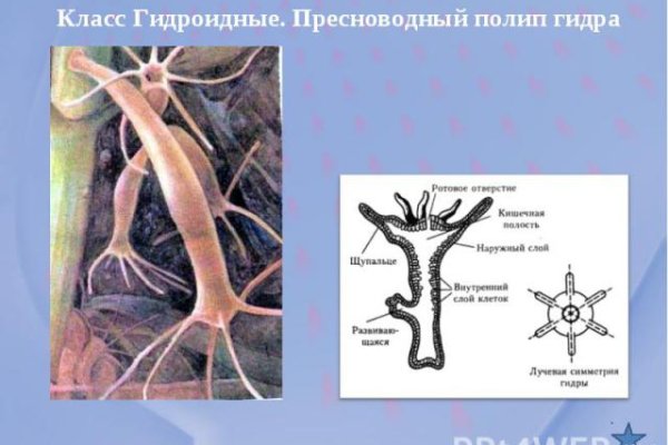 Кракен маркет даркнет только через торг